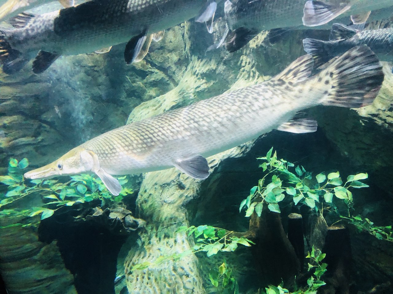 【金华山杯-2018年度精华游记】为了看看抖音有没有骗人,踏上富国岛之