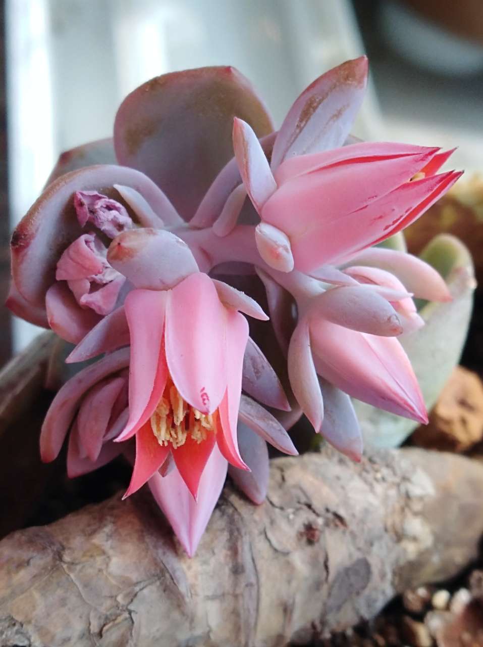 大白凤的花真美