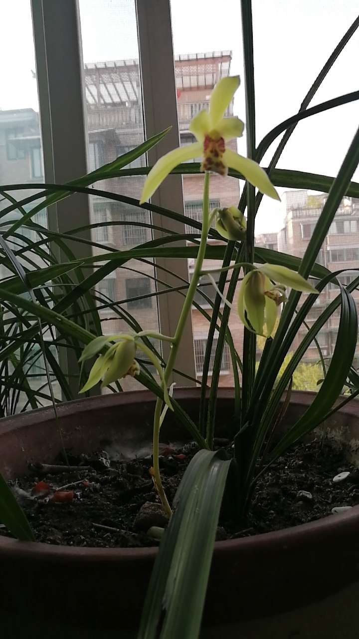 怒放的兰花,淡淡的香味沁人心脾