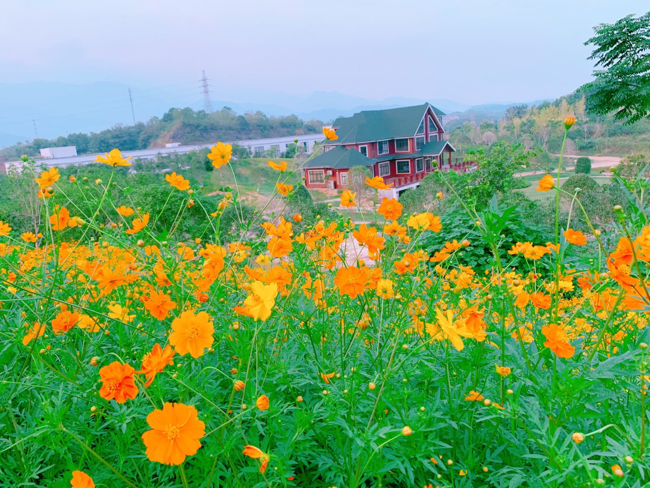 打卡浙师大花海