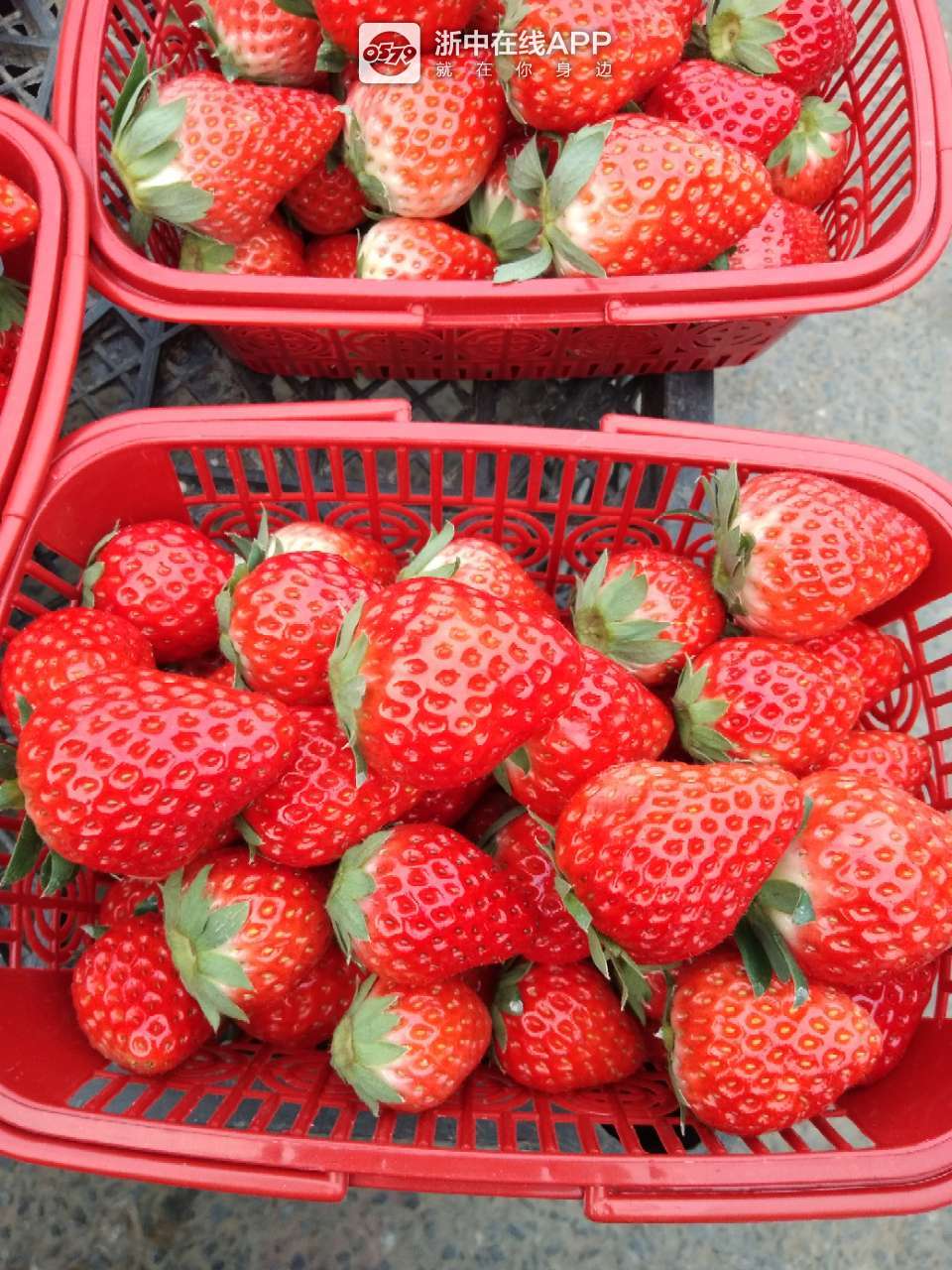 一篮草莓,40元!25元一斤!