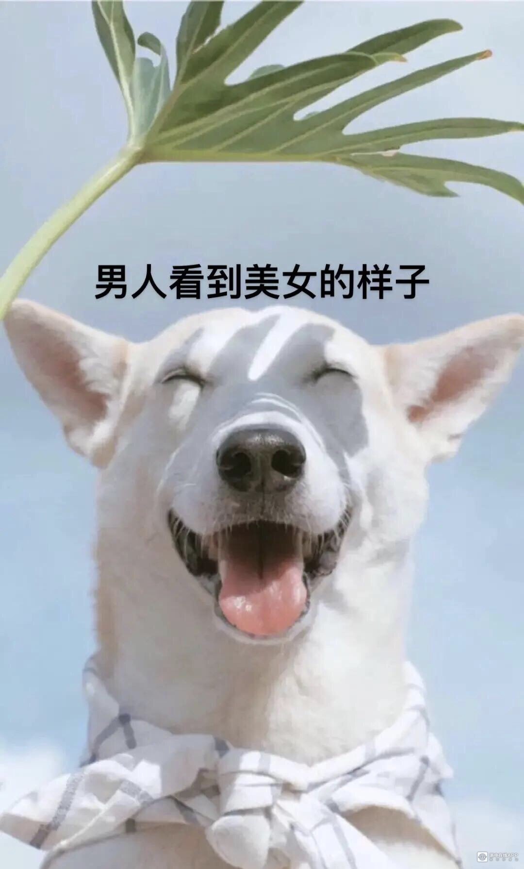来自我爱饭米粒的金哇圈